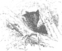 wulk.png wulk.png