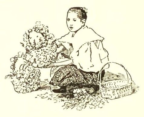 Илюстрация: Philippine folklore stories. Boston: Ginn & Co., 1904 Главата